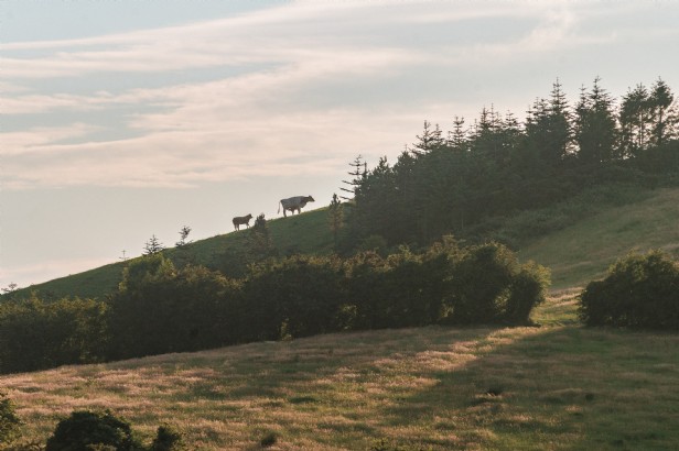 County Monaghan - Collections