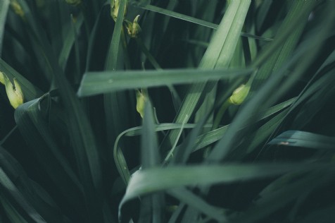Viva la Wild Garlic!!