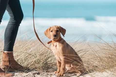 The top 10 dog-friendly beaches in Devon