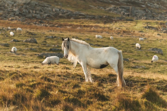 GP4191 - Bodmin Moors