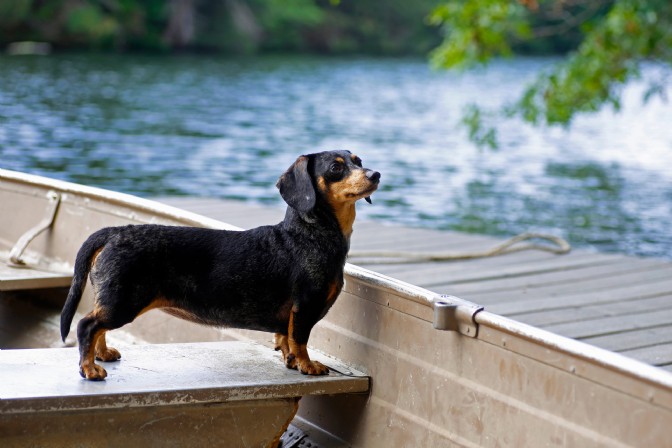 GP2567 - A dachshund dog on a lake rowboat on a sunny day