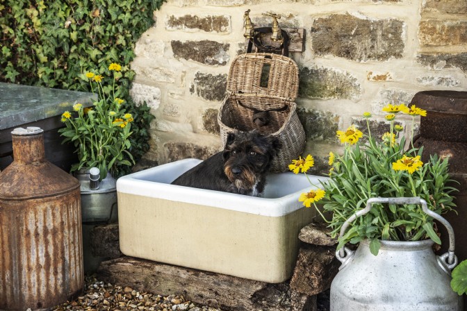 A small black dog sits in a stone bath in a garden with yellow flowers