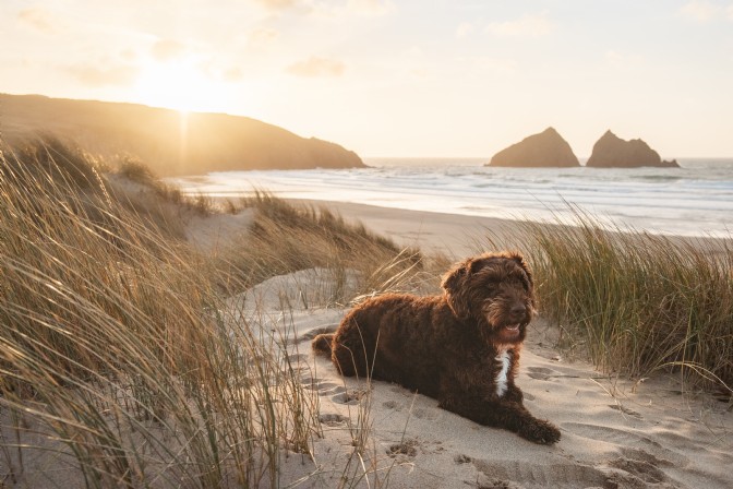 A brown dog lies on the sand dunes on a beach at sunset