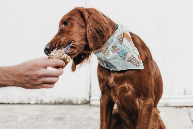 #Dog wearing a neck scarf and eating a snack
