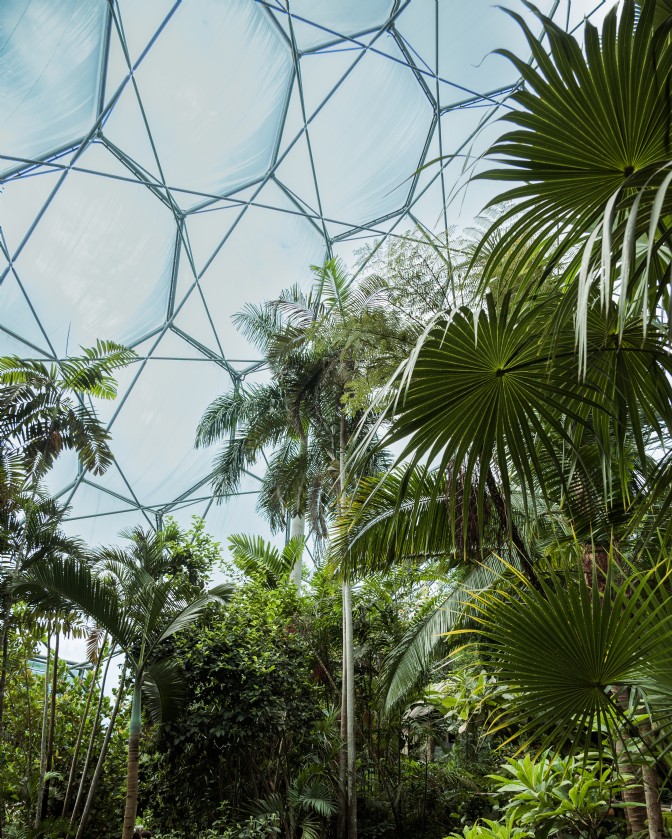 An image of tropical trees covered by a glass dome roof at Eden Project in Cornwall
