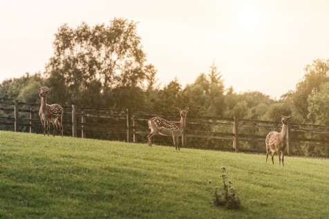 The Cotswolds