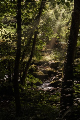 The cabin&acute;s unique woodland location invites you to disconnect from routine