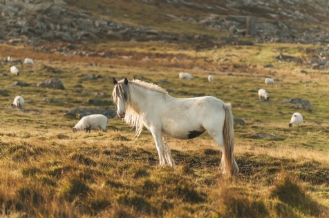 The romance of Britain&acute;s moorlands