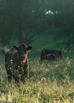 The rise of UK farm stays in 2026