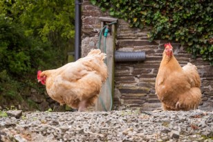 A Summer Engagement at Twelve Penny Barn