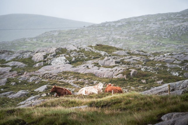 Island makers: Harris Tweed