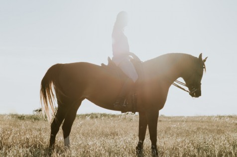 Bidlake Riding Stables, Broadoak