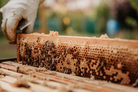 Quince Honey Farm, South Molton