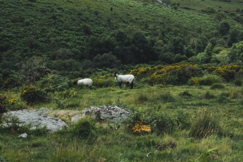 Dartmoor