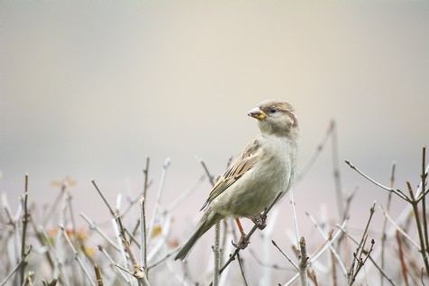 Rye Harbour Nature Reserve