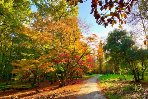 Winkworth Arboretum