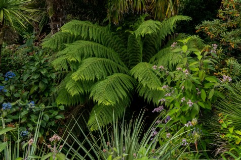 Trebah Gardens, Mawnan Smith