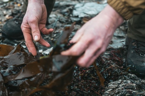 Seaweed Foraging, Derrynane beach