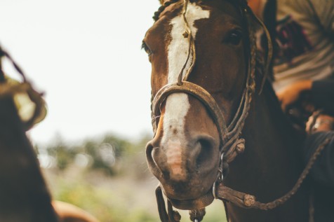 Trenance Riding Stables