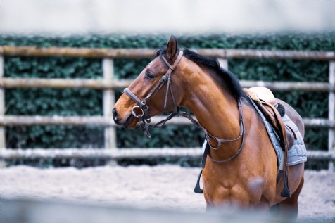 Grove Farm Riding School